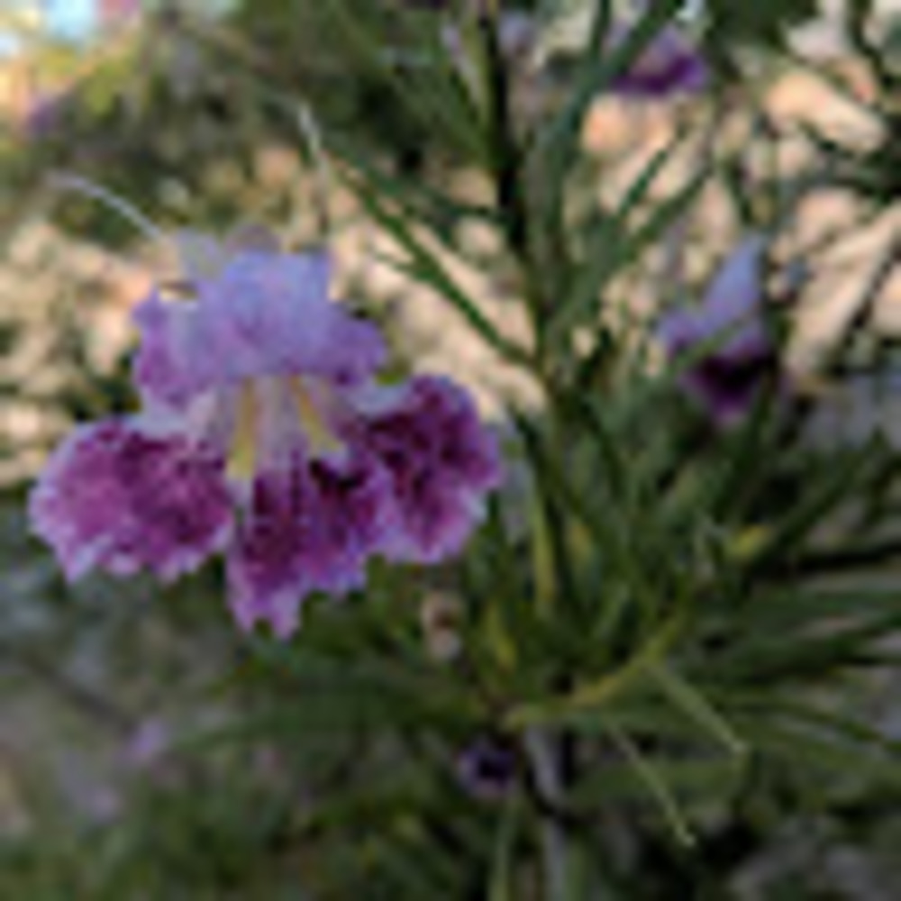 Meet your Posher, Serenity